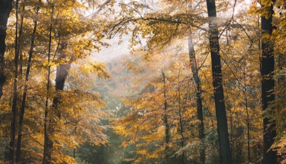 Natural environment